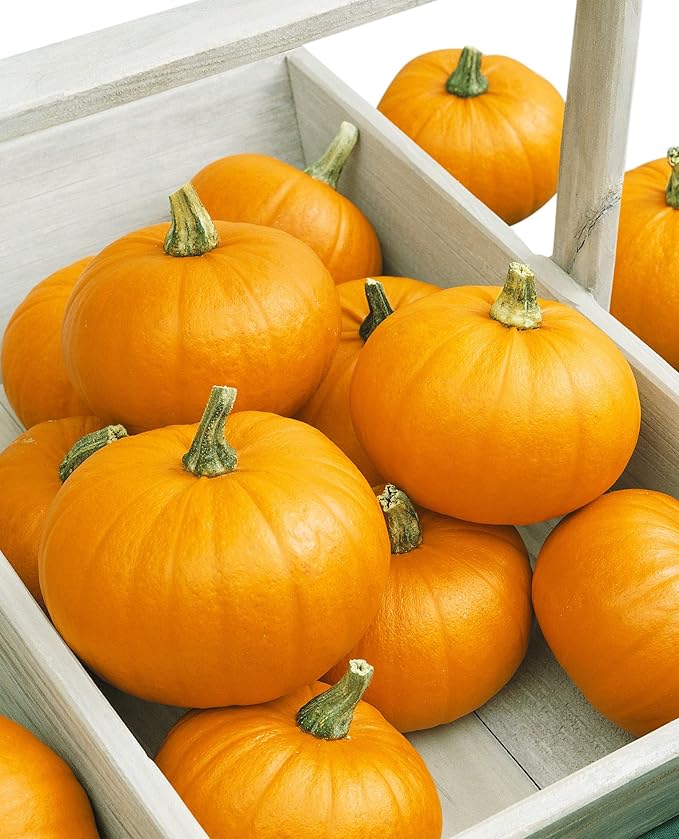 Burpee Small Sugar Pumpkin Seeds 50 seeds
