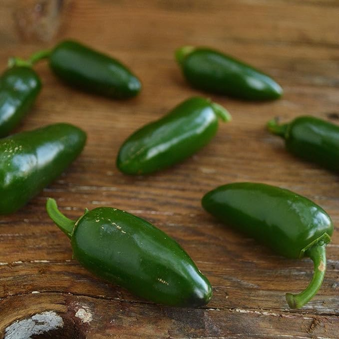 Jalapeno Mild Chile Pepper - 25 Seeds - Heirloom & Open-Pollinated Variety, Tamed Jalapeno, USA-grown Chili Seeds, non-GMO Vegetable Seeds for Planting Outdoors in the Home Garden, Thresh Seed Company
