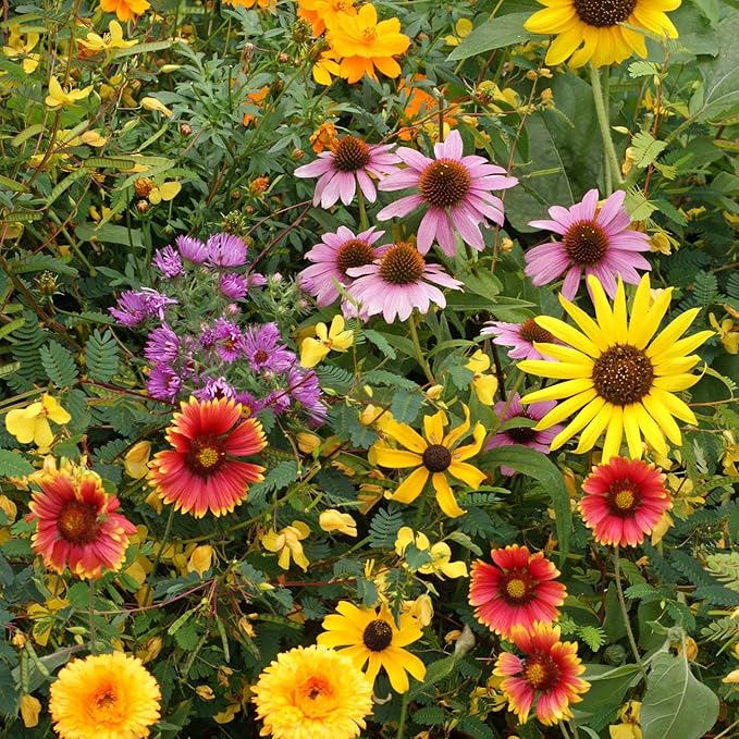 Backyard Bird Lover’s Wildflower Mix – Non-GMO Open-Pollinated Flower Seeds 5 Lb– Annuals, Perennials & Biennials – Attracts Pollinators & Birds – Colorful Blooms for Zones 3-9