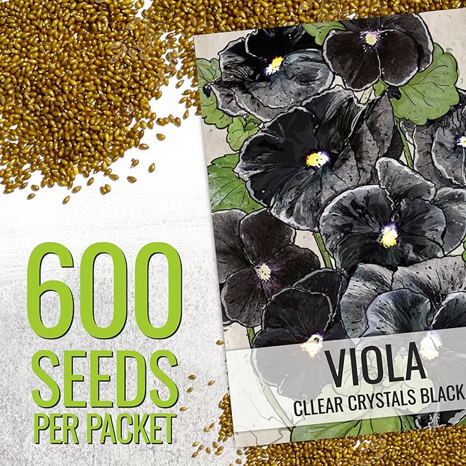 Seed Needs Pansy Seeds for Planting Clear Crystals Black Pansies - Heirloom & Open Pollinated Annual Flower Seed to Plant an Outdoor Gothic Garden (5 Packs)