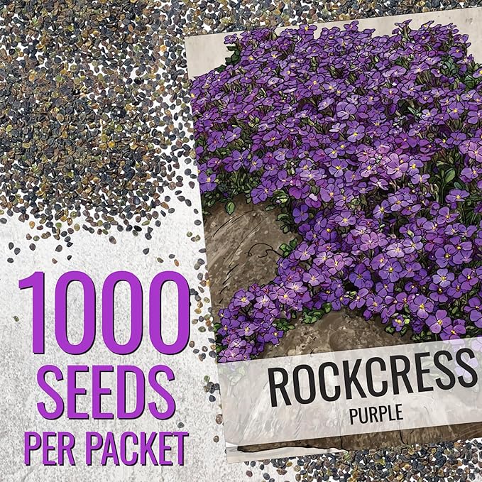 Seed Needs Purple Rockcress Seeds for Planting - Heirloom & Open Pollinated Perennial Flower Great for Rock Gardens, Groundcover, Attracts Pollinators (5 Packs)