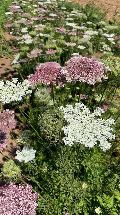 Plant Good Seed Organic Dara Queen Anne's Lace Flower Seeds for Planting: Heirloom Ammi, Red, Pink and White Blossoms - 200 Seed Packet