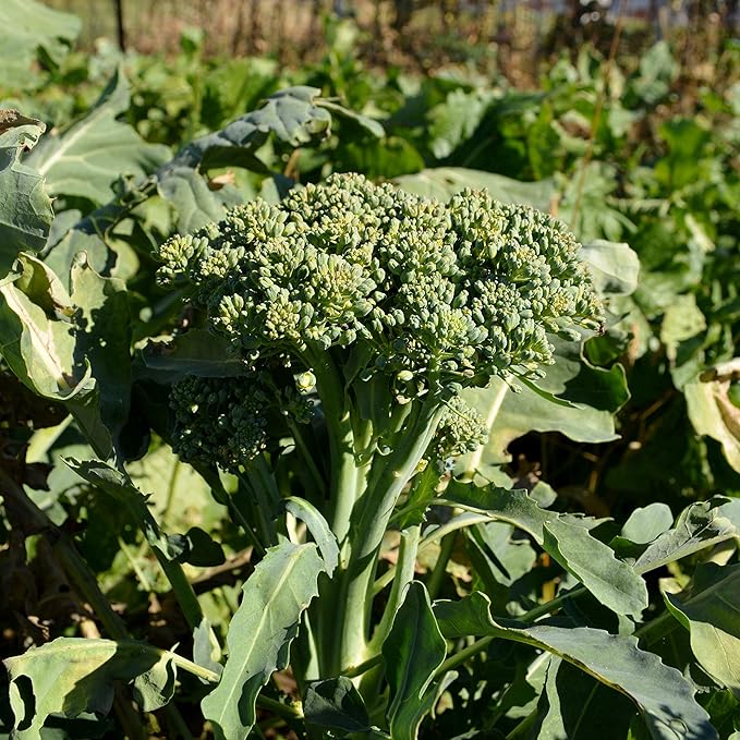 Di Cicco Broccoli (De Cicco)- 100 Seeds - Heirloom & Open-Pollinated Variety, USA-Grown, Non-GMO Vegetable Seeds for Planting Outdoors in The Home Garden, Thresh Seed Company