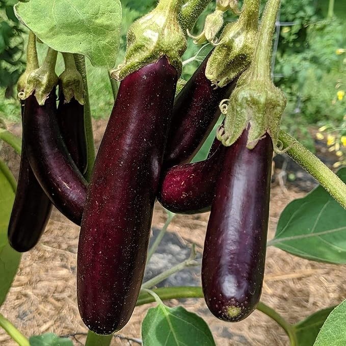 Little Fingers Eggplant - 50 Seeds - Heirloom & Open-Pollinated Variety, Non-GMO Vegetable Seeds for Planting Indoors or Outdoors in Containers or The Home Garden, Thresh Seed Company