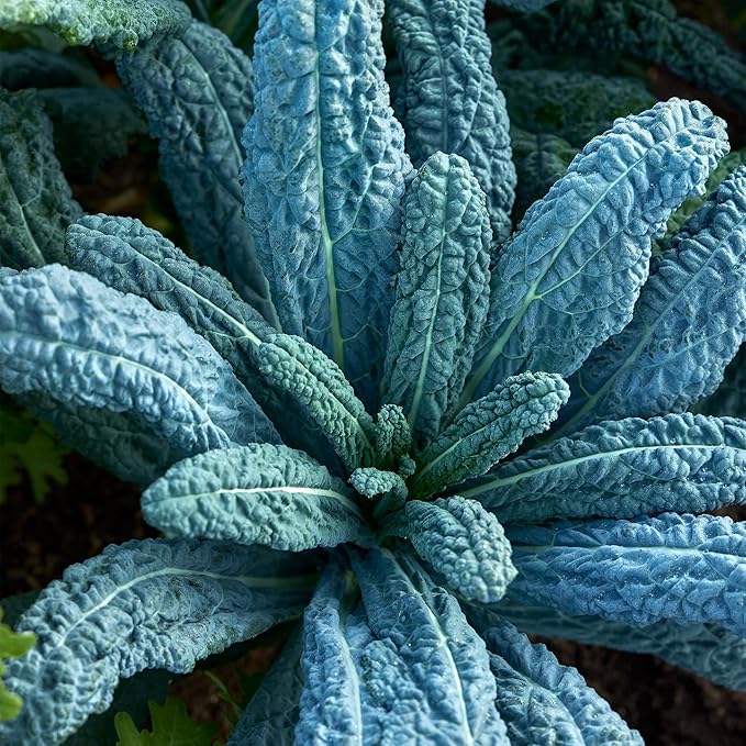 Burpee Lacinato Kale Seeds (Dinosaur Kale) - Heirloom, Tuscan Black Kale