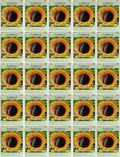 Black Duck Brand Set of 25 Sunflower Giant Grey Flower Seed Packets! Flower Seeds in Bulk - Great for Creating The Garden of Your Dreams! (25, Sunflower - Giant Gray Stripe)