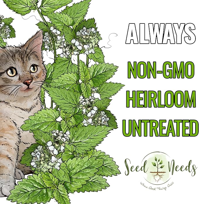 Seed Needs, Catnip Seeds for Cats - 600 Heirloom Seeds for Planting Nepeta cataria - Perennial Flowering Herb for Indoor Growing Non-GMO & Untreated (5 Packs)