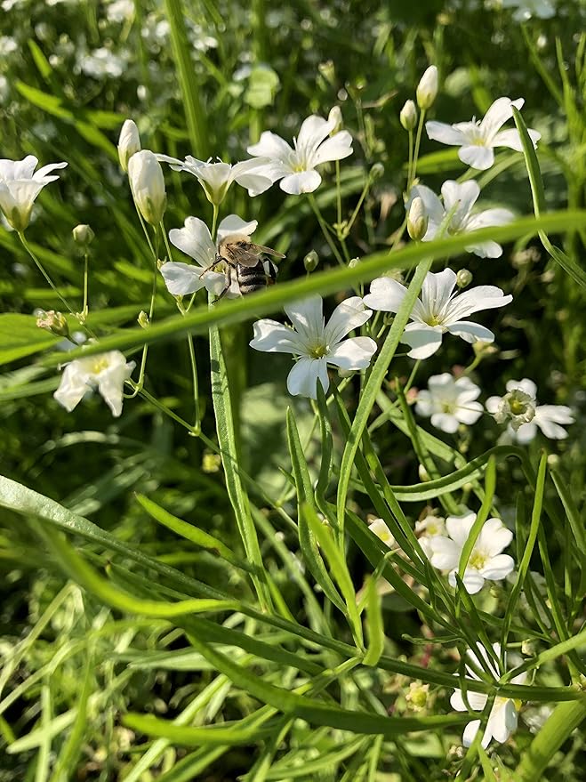 Mountain View Seeds Shady Wildflowers
