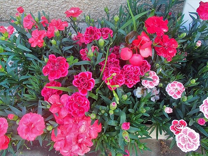 3000 Mixed Carnation Seeds – HOA Cẩm Chướng – Dianthus Caryophyllus – 99% Germination Rate – Beautiful for Yard & Garden Landscaping