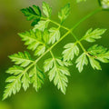 Chervil Seeds - Winter - 3 g Packet ~1200 Seeds - Anthriscus cerefolium - Culinary Herb Gardening & Microgreens Seeds - Non-GMO, Heirloom, Open Pollinated, Annual