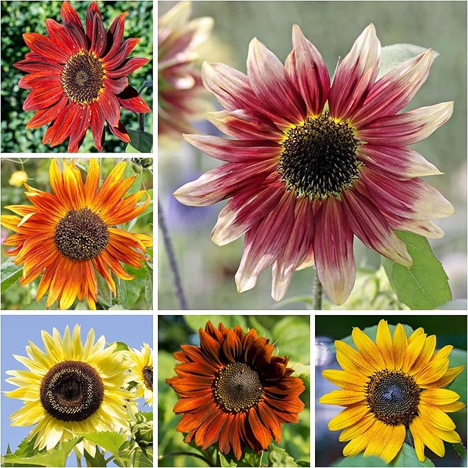 Seed Needs Sunflower Seeds for Planting (15+ Varieties, Crazy Mixture) Heirloom Open Pollinated & Untreated - Attracts Butterflies & Bees to a Butterfly Garden (1 Pack)