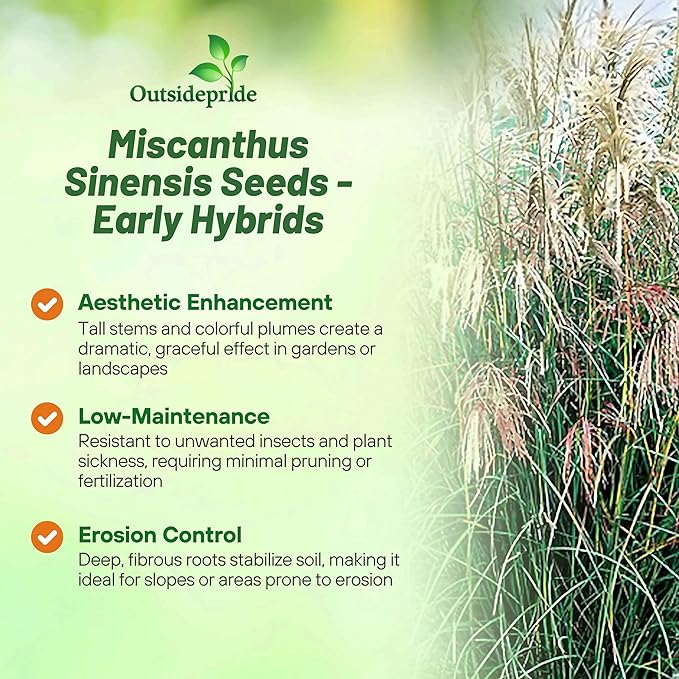 Outsidepride Early Hybrids Miscanthus Sinensis Seeds - 1,000 Pcs. Perennial, Drought & Heat Tolerant, Chinese Silver Ornamental Grass, Tall Growth, Low Maintenance for Landscaping & Privacy Screens