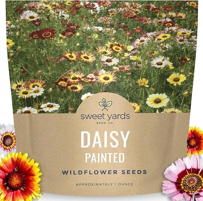 Painted Daisy - Large 1 Ounce Packet - 10,000 Flower Seeds for Planting - Chrysanthemum carinatum