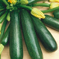 Fordhook Zucchini Summer Squash Seeds - 1 Oz ~175 Seeds - Non-GMO, Heirloom - Vegetable Garden - Cucurbita Pepo