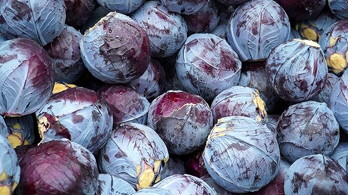 250 Red Acre Cabbage Seeds - Heirloom Non-GMO USA Grown Vegetable Seeds for Planting by RDR Seeds