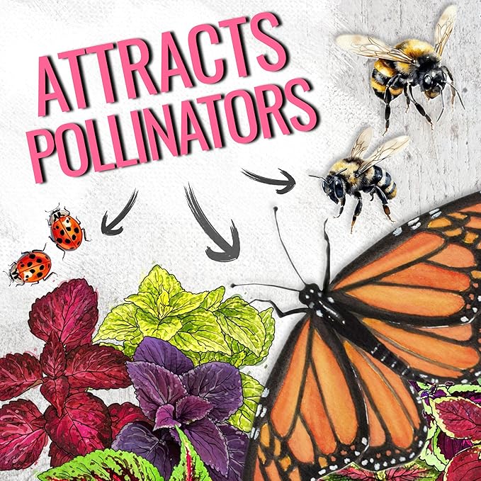 Seed Needs Coleus Seeds for Planting Rainbow Painted Nettle - Heirloom & Open Pollinated Mixed Flower Seed to Grow an Outdoor Butterfly Garden to Attract Pollinators (2 Packs)