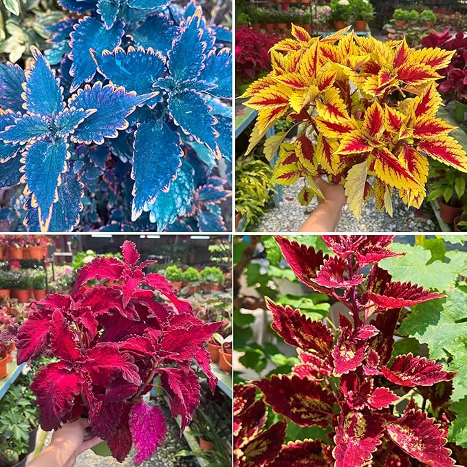 Mix Dwarf Coleus Seeds for Planting, 100pcs Perennial Colorful Coleus Flower Seeds Non-GMO Heirloom Rare Plants, Beauty Home Garden for Outdoors