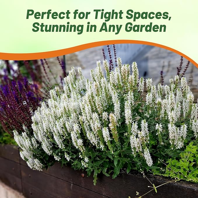 Outsidepride White Victory Salvia Seeds - 2000 Pcs Perennial, Compact, Heavy Blooming & Drought-Tolerant Sage Seeds for Planting Fragrant White Blooms for Butterfly & Hummingbird Gardens & Landscaping