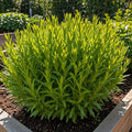 Seeds In A Cup - Plant Growing Kit-: Vegetable and Herb Growing Kit (Tarragon)