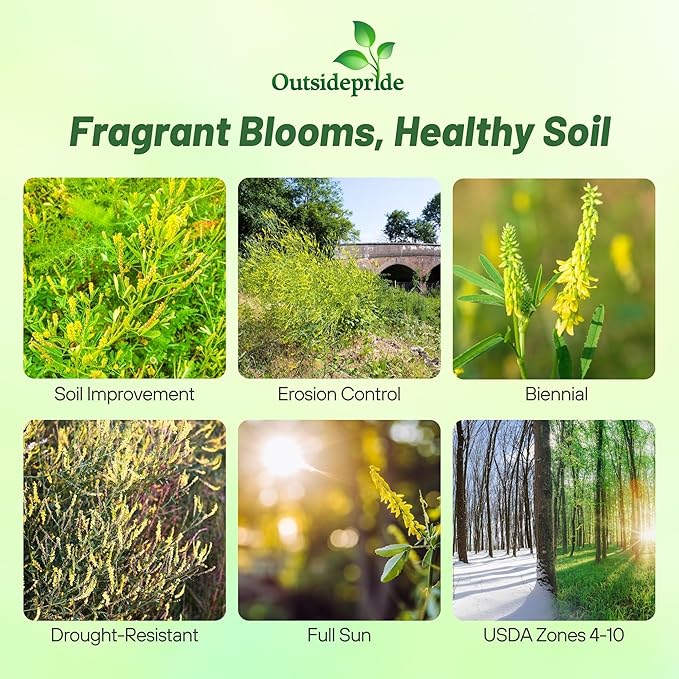 Outsidepride Yellow Sweet Clover Seed - 20 lbs Biennial, Drought-Tolerant, Frost-Resistant, Nitrocoated, Inoculated Yellow Clover Seeds Cover Crop for Forage, Honey Production, & Pollinators