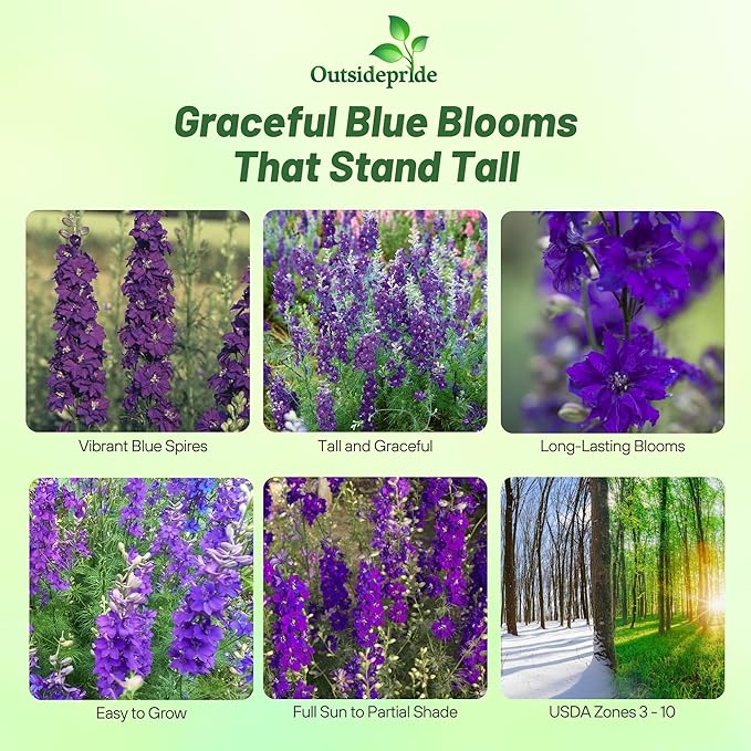 Outsidepride Delphinium Blue Larkspur Seeds for Planting Outdoors - 2000 Pcs Annual, Self-Seeding, Heat & Drought Tolerant Wildflower Seeds, Colorful Blooms for Flower Arrangement & Pollinator Garden