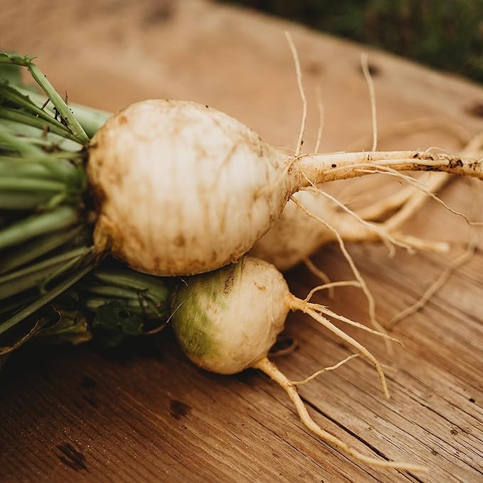 Gold Ball Turnip - 250 Seeds - Heirloom & Open-Pollinated Variety, Easy-to-Grow, Non-GMO Vegetable Seeds for Planting Outdoors in The Home Garden, Thresh Seed Company