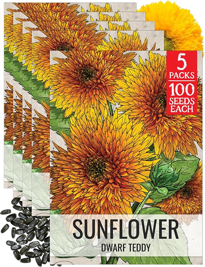 Seed Needs Sunflower Seeds for Planting Dwarf Teddy/Dwarf Sungold Sunflowers - Heirloom & Open Pollinated Flower Seed to Plant a Butterfly Garden (5 Packs)