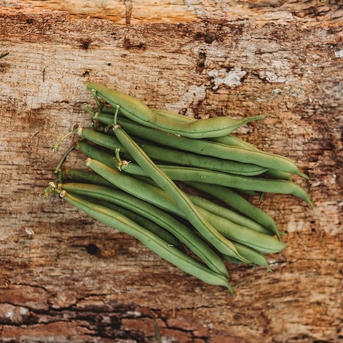 Provider Bush Green Bean - 50 Seeds - Heirloom Snap Variety, USA-Grown, Non-GMO Vegetable Seeds for Planting Outdoors in Containers or The Home Garden, Thresh Seed Company