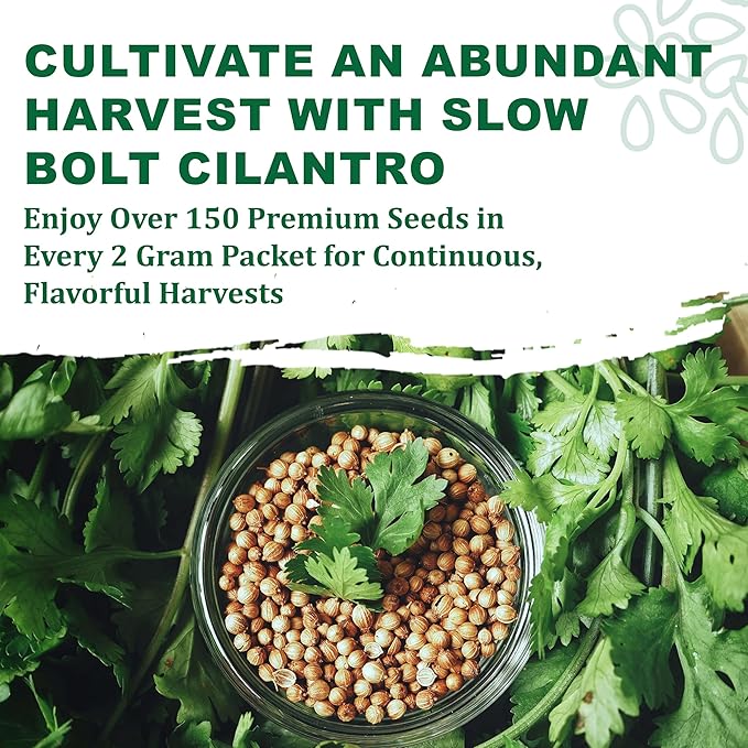 TKE Farms & Gardens - Cilantro Seeds for Planting, 150+ Non-GMO Heirloom Coriander Seeds, Slow Bolt for Long Harvest, Indoor or Outdoor Herb Garden, Easy Growing Instructions Included