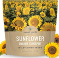 Dwarf Sunspot Sunflower - Large 1 Ounce Packet - 500 Flower Seeds for Planting - Helianthus annuus