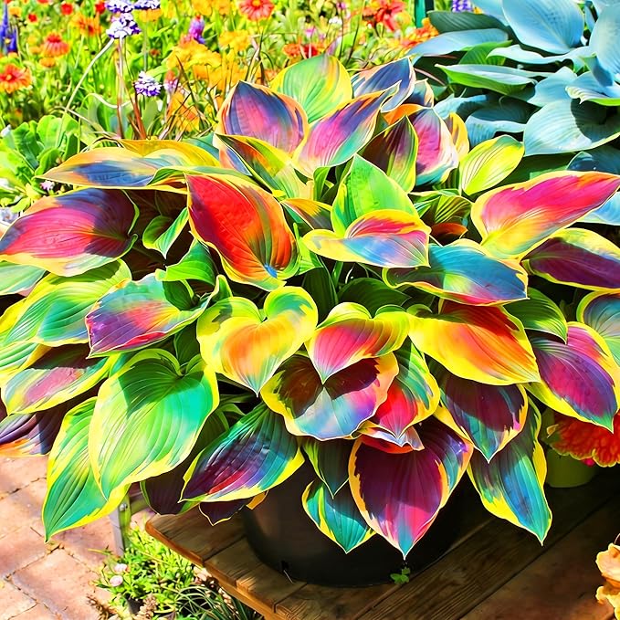 Hosta Seeds for Planting, 210+pcs Rare Perennial Hosta Flower Seeds Plants, Non-GMO Heirloom Long Blooming Plants Shaded Entry Pathway Flowers for Home Garden Outdoors