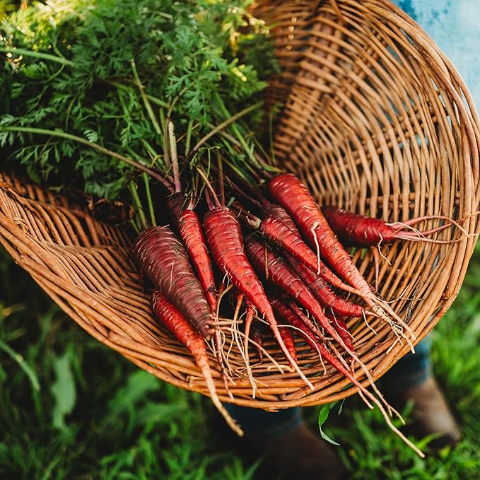 Dragon Red Carrot - 150 Seeds - Rare Heirloom & Open-Pollinated Variety, Non-GMO Vegetable Seeds for Planting Indoors or Outdoors in Containers or The Home Garden, Thresh Seed Company