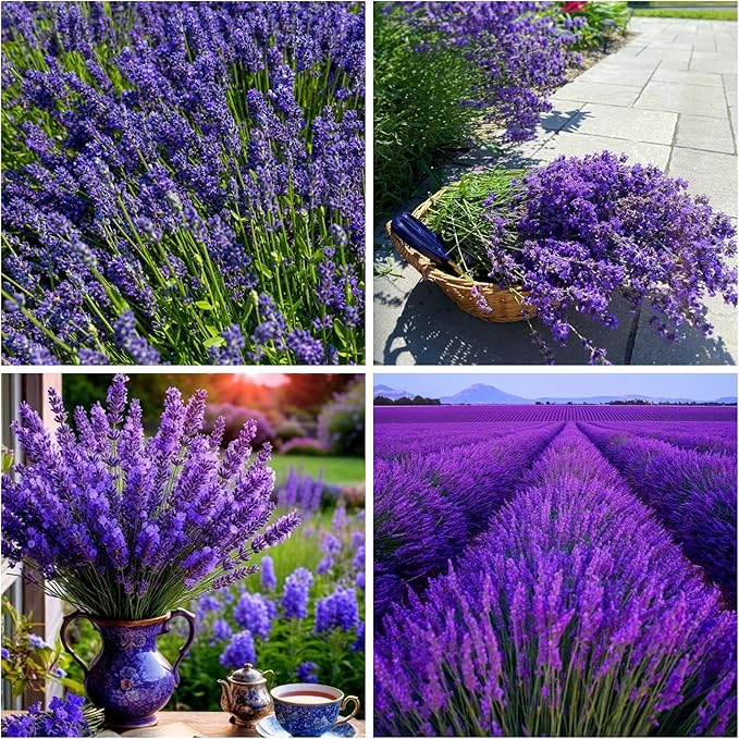 5000+ Lavender Seeds for Planting - English Lavender Non-GMO Heirloom Seeds Carpet Perennial Flower Garden Indoor Outdoor