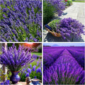 5000+ Lavender Seeds for Planting - English Lavender Non-GMO Heirloom Seeds Carpet Perennial Flower Garden Indoor Outdoor