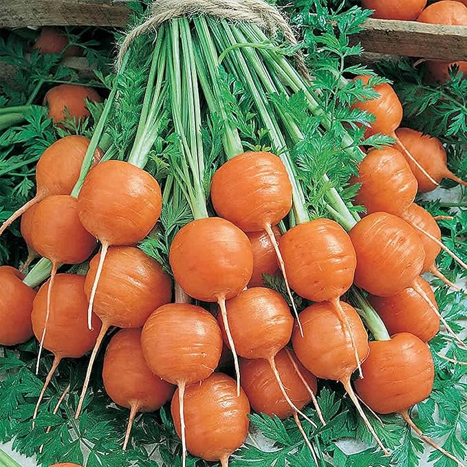 Parisian Carrot Seed - 1 Oz ~20,000 Seeds - Non-GMO, Heirloom Vegetable Garden Seeds - Gardening