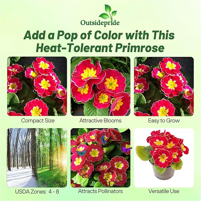 Outsidepride Danova Cherry Edge Common Primrose Seeds - 50 Pcs Annual, Hardy, Easy to Grow & Low Maintenance Flower Seeds for Planting Vibrant Soft Blooms, for Containers, Borders & Erosion Control