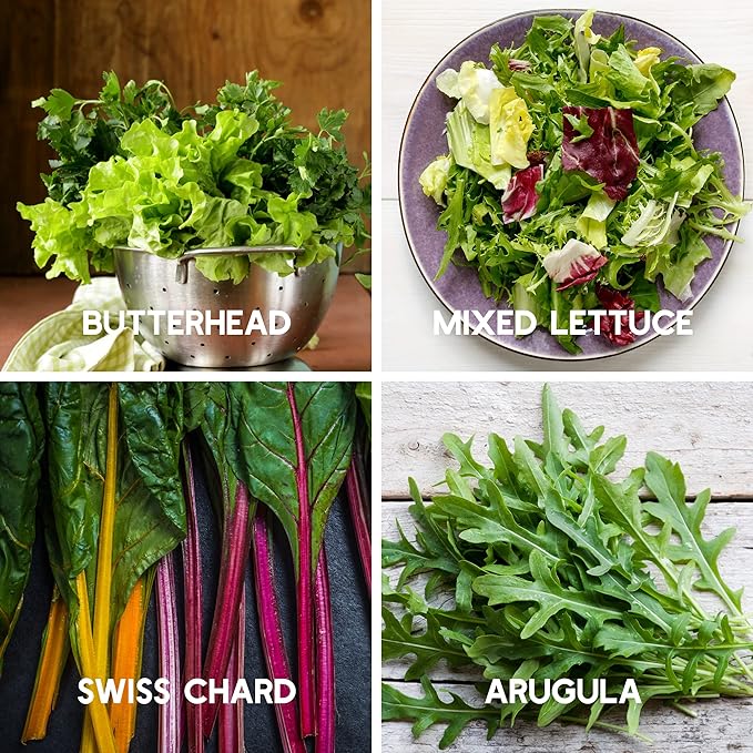 7 Leafy Power Green Seed Varieties for Planting – Non-GMO Heirloom Collection – Kale, Mixed Lettuce, Butterhead, Leaf Lettuce, Spinach, Arugula & Swiss Chard
