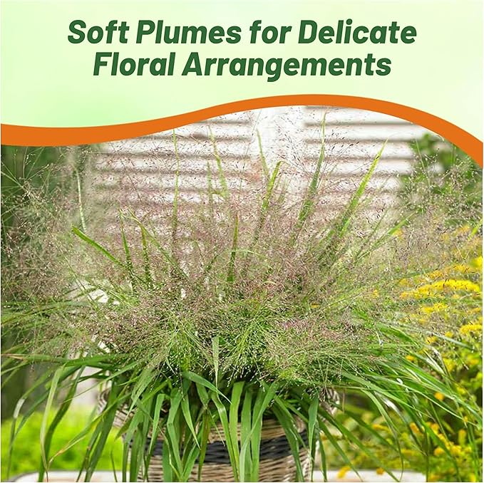 Outsidepride 500 Seeds Perennial Eragrostis Spectabilis Ornamental Love Grass Seed for Planting