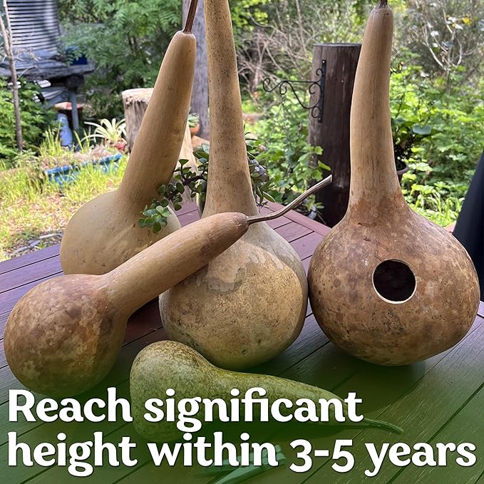 KVITER 10 Dipper Gourd Seeds (Lagenaria Siceraria) – Long Handle Dipper Gourd, Heirloom Seeds Non GMO Organic – Perfect Gourds for Crafts – Great for Outdoor Vegetable Garden, Containers & Trellises