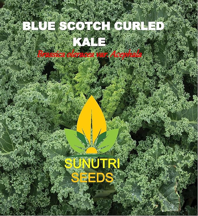 Kale Seeds, 250+ Vates Blue Scotch Curled, Heirloom, Non GMO Seeds, Brassica oleracea VAR. Acephala