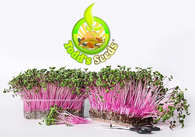 Todd's Seeds Rambo Sprouting Radish Seeds - Beautiful Red/Purple Colored Sprout, Non-GMO, Chemical Free, High Germination (One Pound)