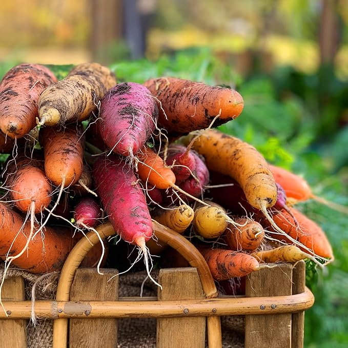 Organic Carrot Seeds (Rainbow Blend) - Approx 500 Seeds - USDA Organic, Non-GMO, Open Pollinated, Heirloom, USA Origin