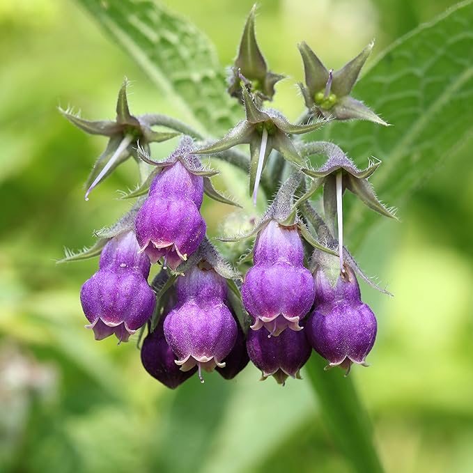 Outsidepride Comfrey Seeds - 100 Pcs. Perennial, Drought-Tolerant & Low Maintenance, Herb Seeds for Planting Tall, Vibrant Bell-Shaped Purple Blooms for Versatile Uses & Pollinator Gardens