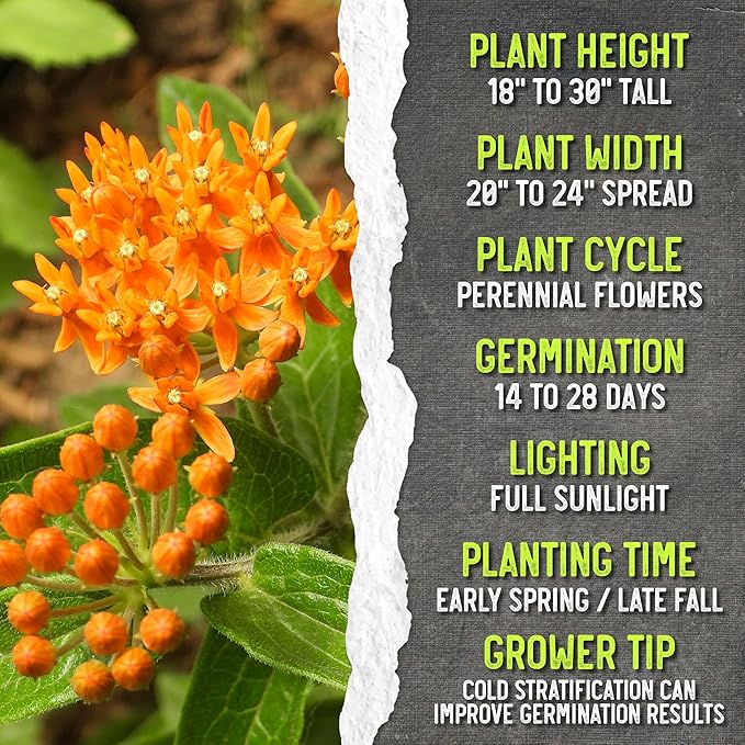 Seed Needs Orange Milkweed Seeds for Planting Butterfly Weed - Heirloom & Untreated Perennial Flower Seed to Grow a Monarch Butterfly Garden (10 Packs)