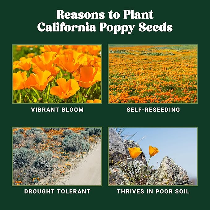 Nature’s Seed California Poppy Wildflower Seeds for Planting, Drought Tolerant, Pollinator Friendly, 0.5 lbs