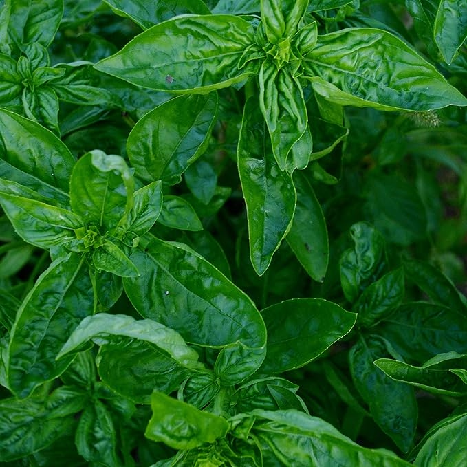 Genovese Basil - 250 Seeds - Heirloom Basil Variety, Non-GMO Heirloom Herb Seeds for Planting, Grow Kitchen Herbs Indoors or Outdoors in Containers, aerogardens, Home Garden, Thresh Seed Company