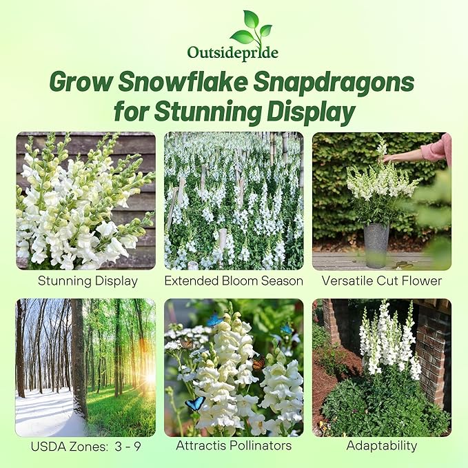 Outsidepride Snowflake Snapdragon Seeds - 5000 Pcs Annual Flower Seeds for Planting, Frost-Tolerant, Pollinator-Friendly Cool-Season Plant with Attractive Blooms for Cut Flower Arrangements