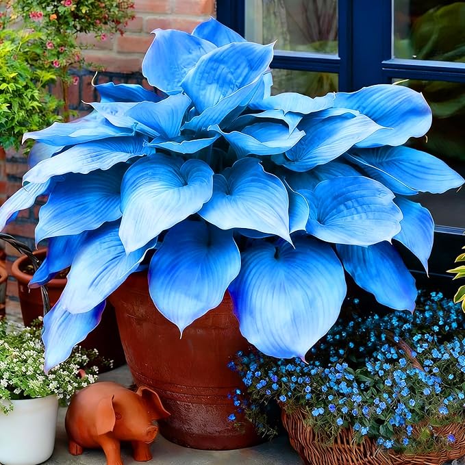 Hosta Seeds for Planting, 295+pcs Perennial Rare Hosta Flower Seeds Plants, Non-GMO Heirloom Long Blooming Plants Shaded Entry Pathway Rare Flowers for Garden Outdoors