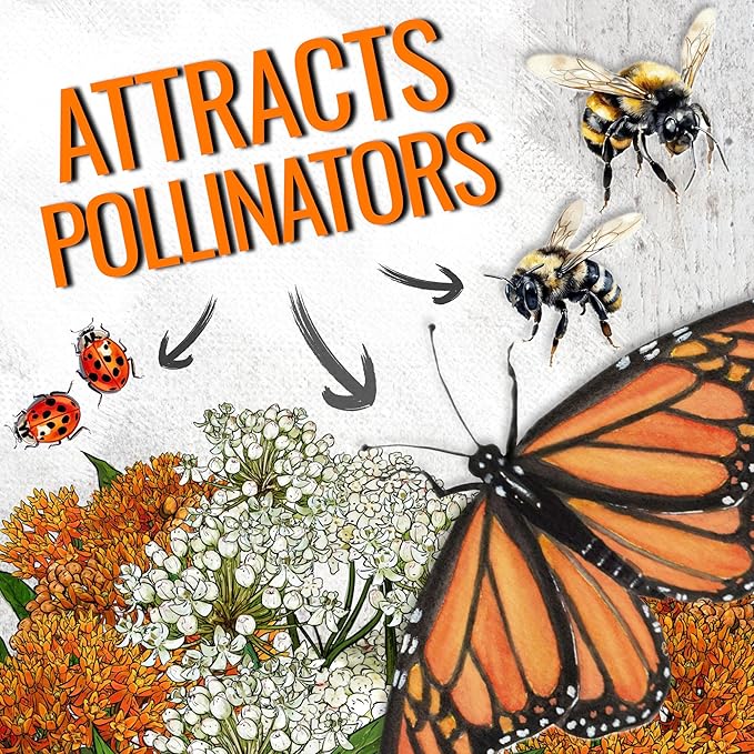 Seed Needs Milkweed Seeds for Planting Butterfly Orange/Swamp White Asclepias Flowers - Heirloom Wildflowers to Attract Monarch Butterflies to a Butterfly Garden