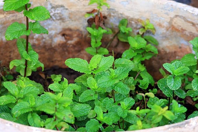 CEMEHA SEEDS - Peppermint Mentha Mint Plant Non GMO Herbs for Planting 1000 Seeds